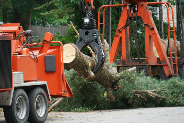 Johnstown, OH Tree Care  Company